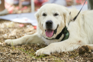 Hochzeitsfotograf Freiburg